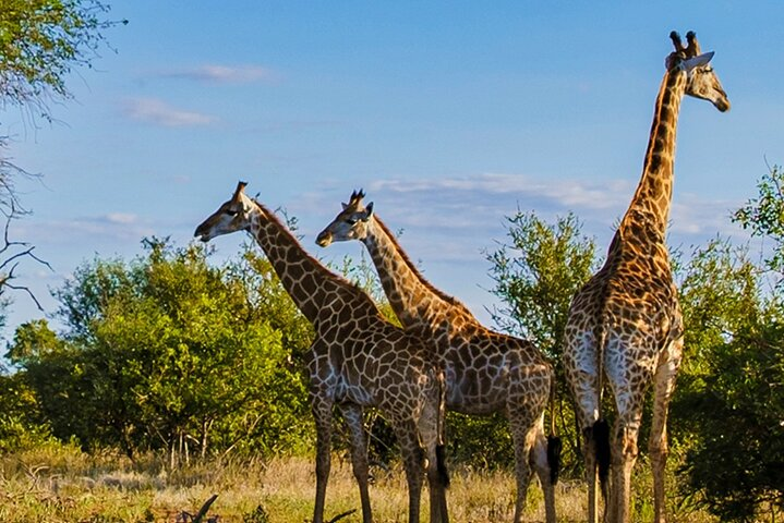 Tala Game Reserve Natal Park & Phezulu Safari from Durban - Photo 1 of 12